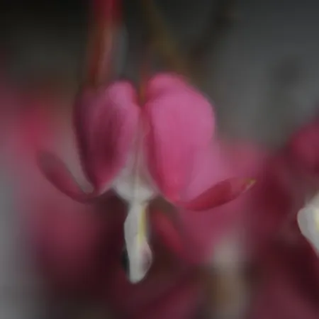 Bed & Breakfast Wisteria House B&B Cloyne